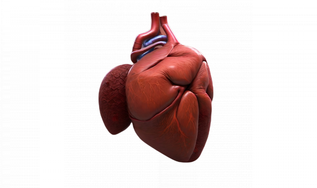 How to clean your liver in a few easy steps. How to clean your liver in a few easy steps.